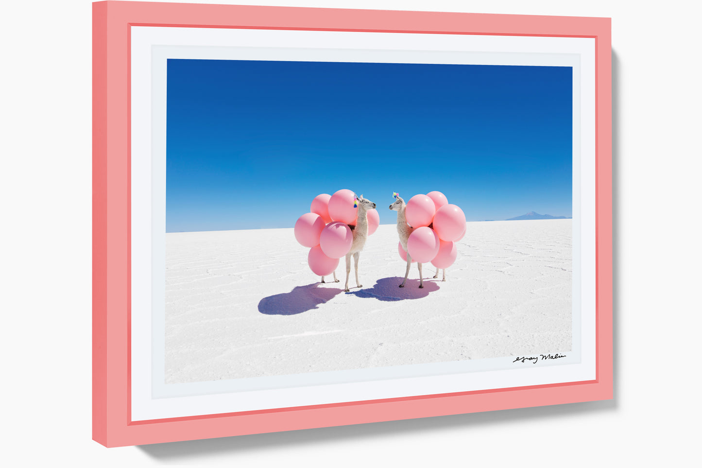 Two Llamas with Pink Balloons, Pink Frame