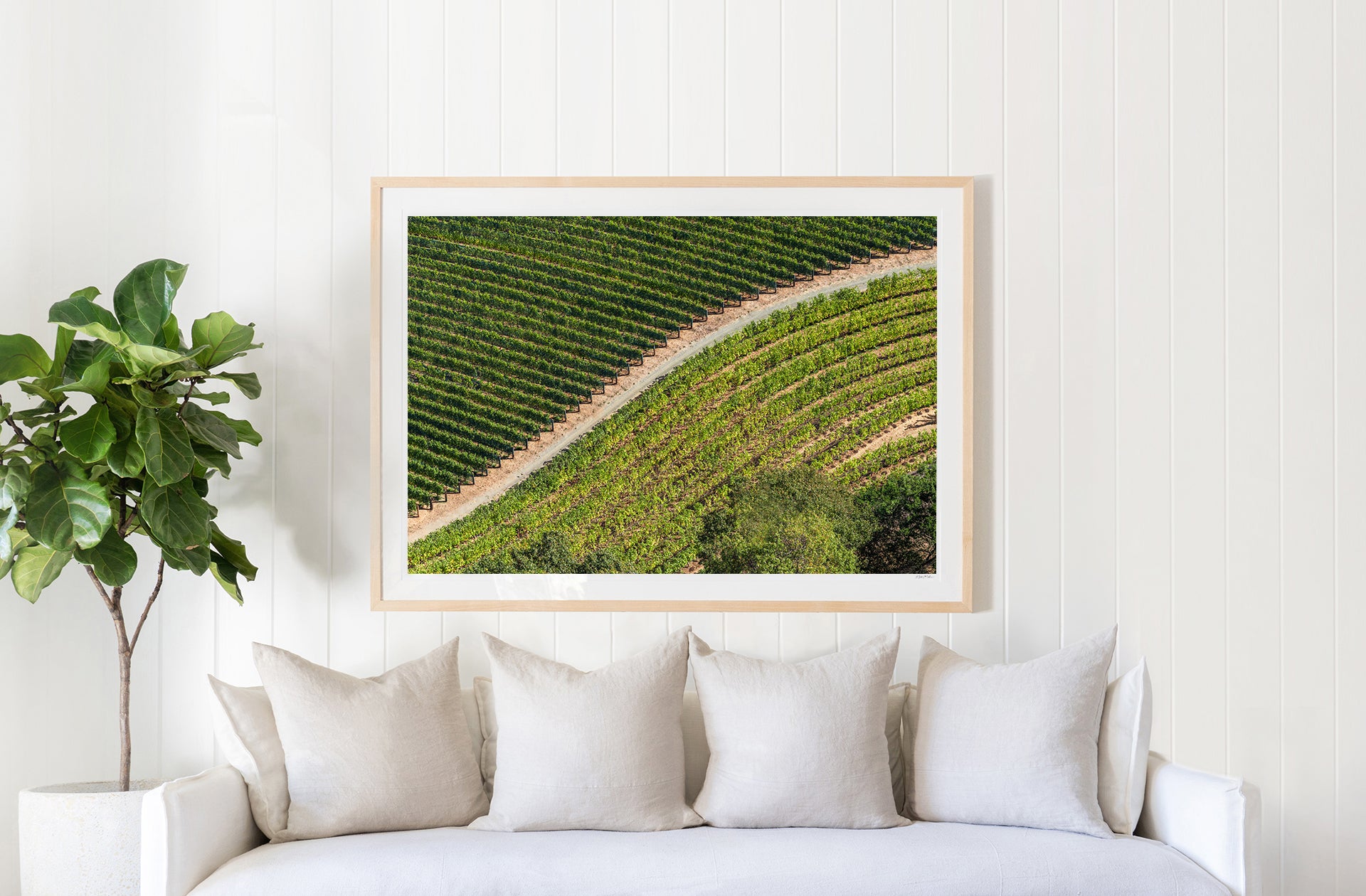 Hillside Vines, Napa Valley