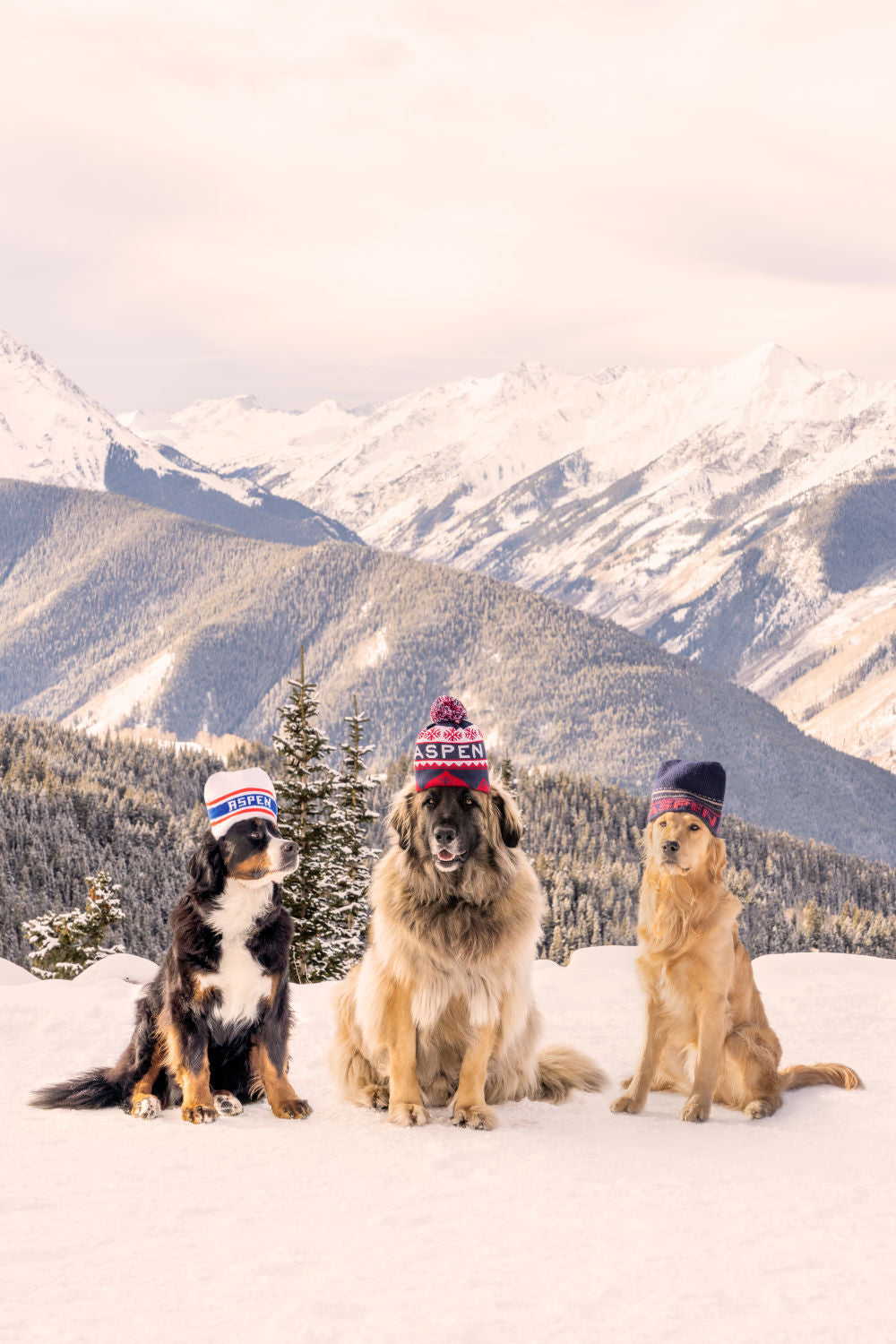 Aspen Mountain Pups