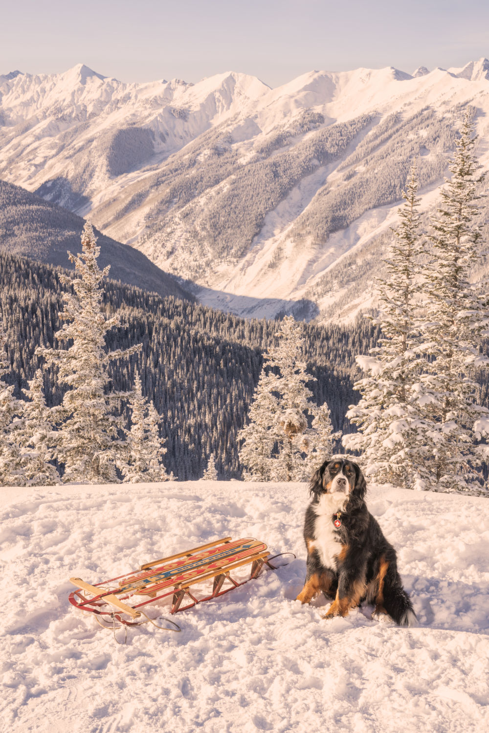 Bernese Mountain Dog Vertical, Aspen Mountain