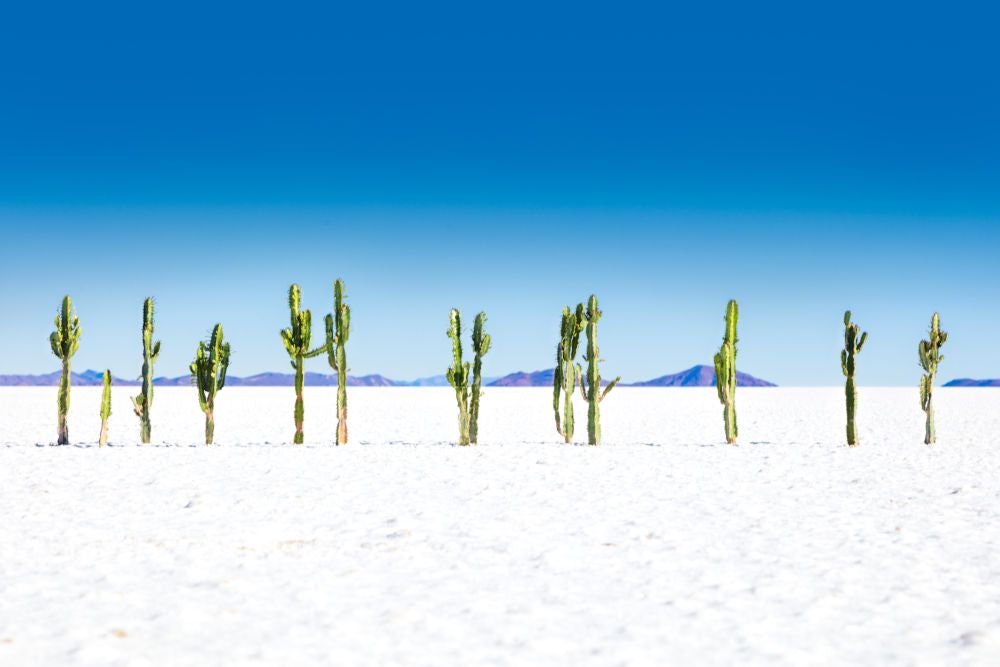 Photography by Gray Malin of Cacti