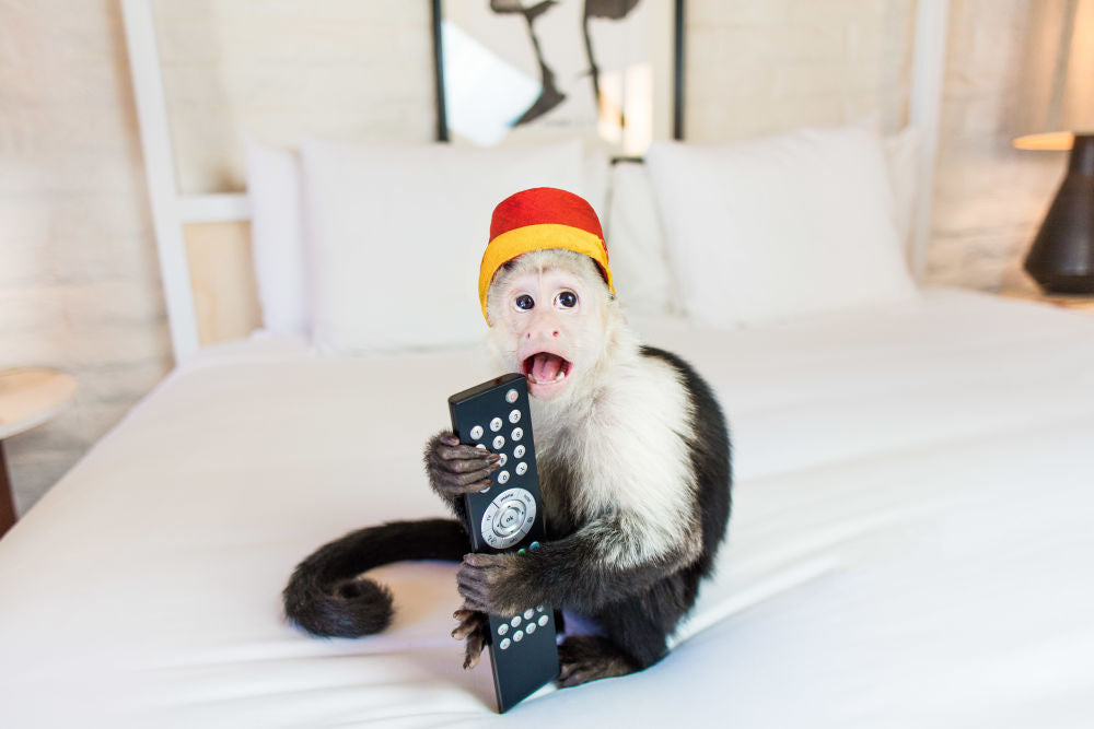 Photography by Gray Malin of Cartoons in Bed