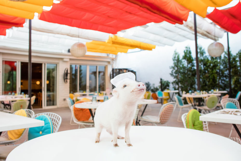 Photography by Gray Malin of Chef's Table