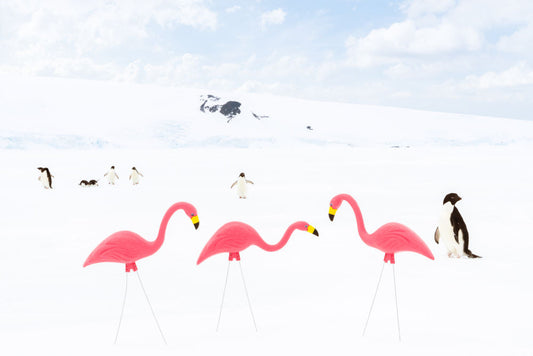 Flamingos and Penguins, Antarctica