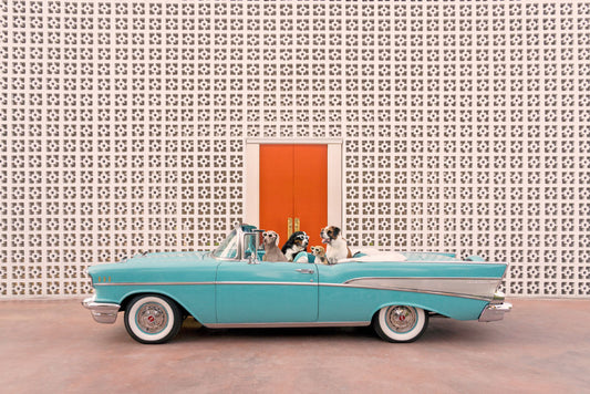 Product image for Joy Ride, Parker Palm Springs