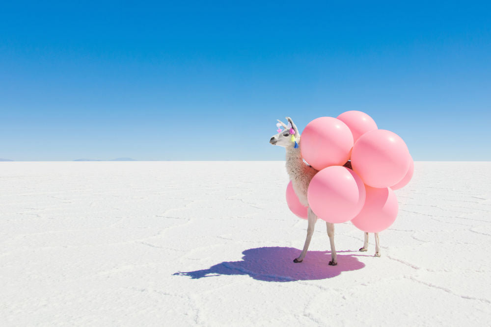 Llama with Pink Balloons