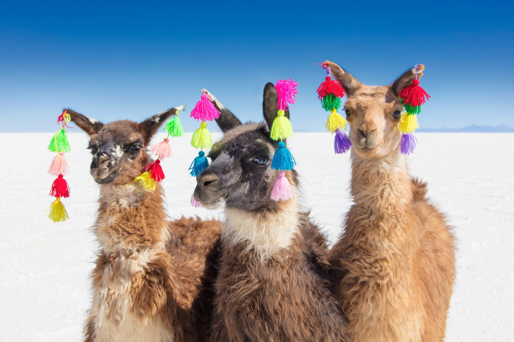 Llamas with Tassels I