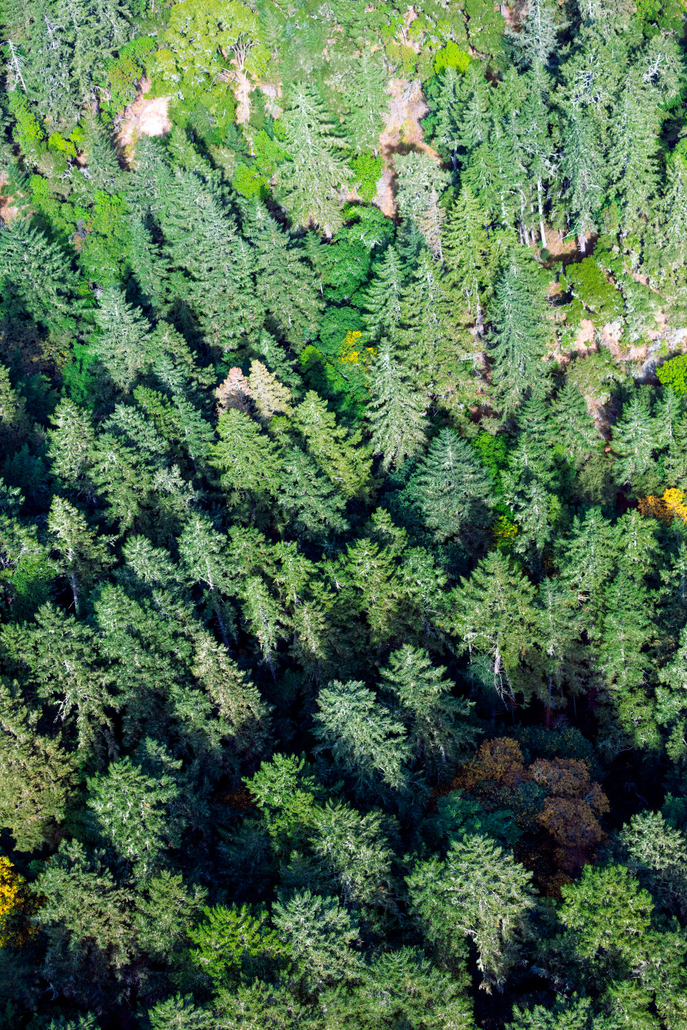 Muir Woods Triptych, Marin County