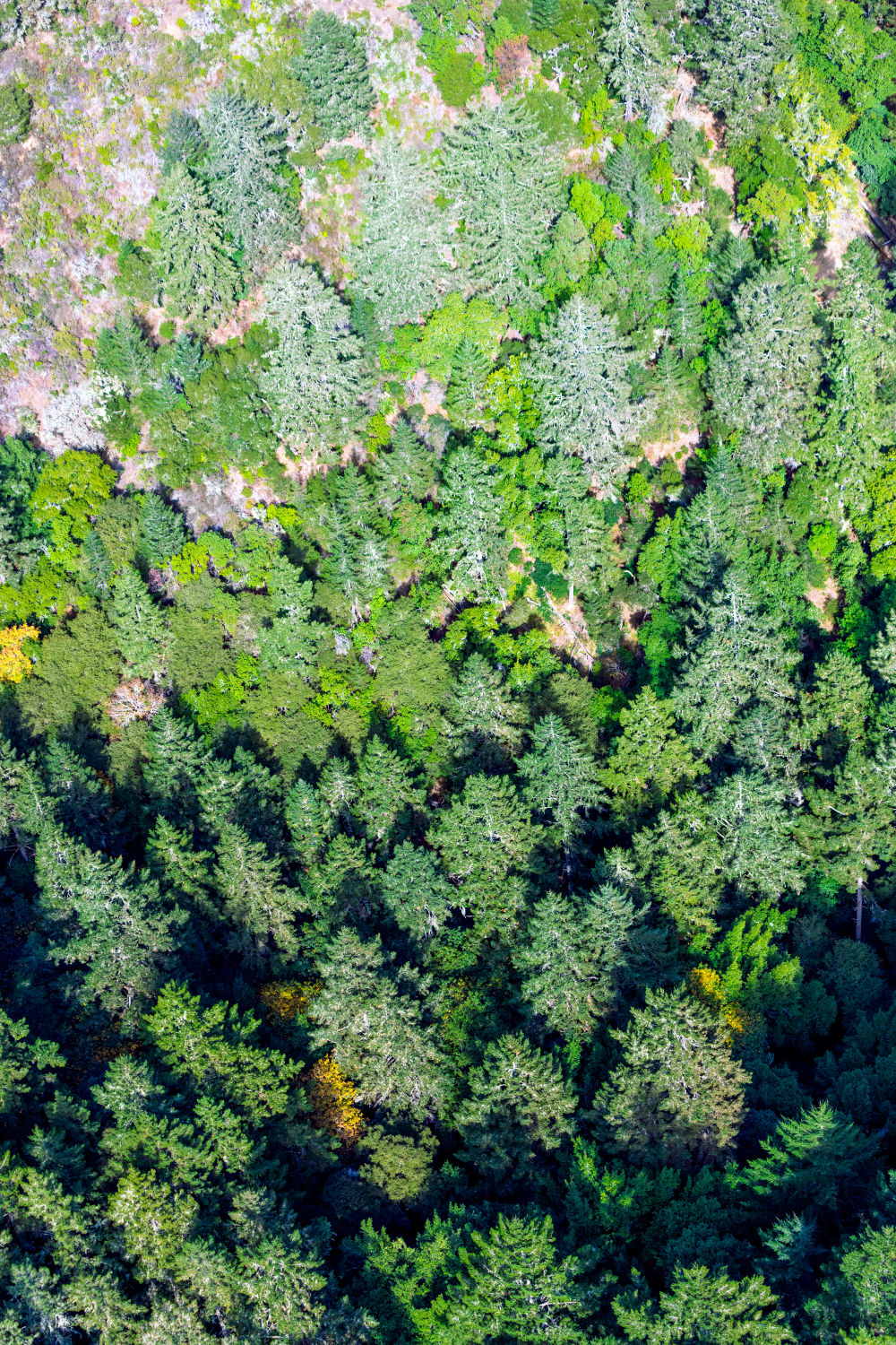 Muir Woods Triptych, Marin County