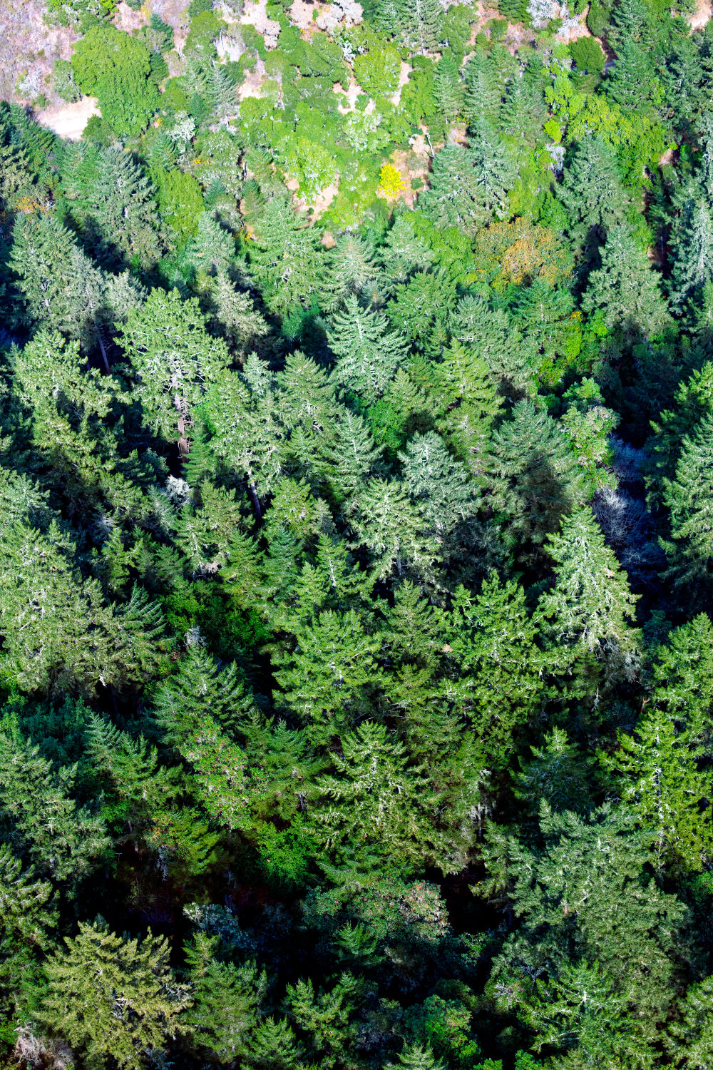 Muir Woods Triptych, Marin County