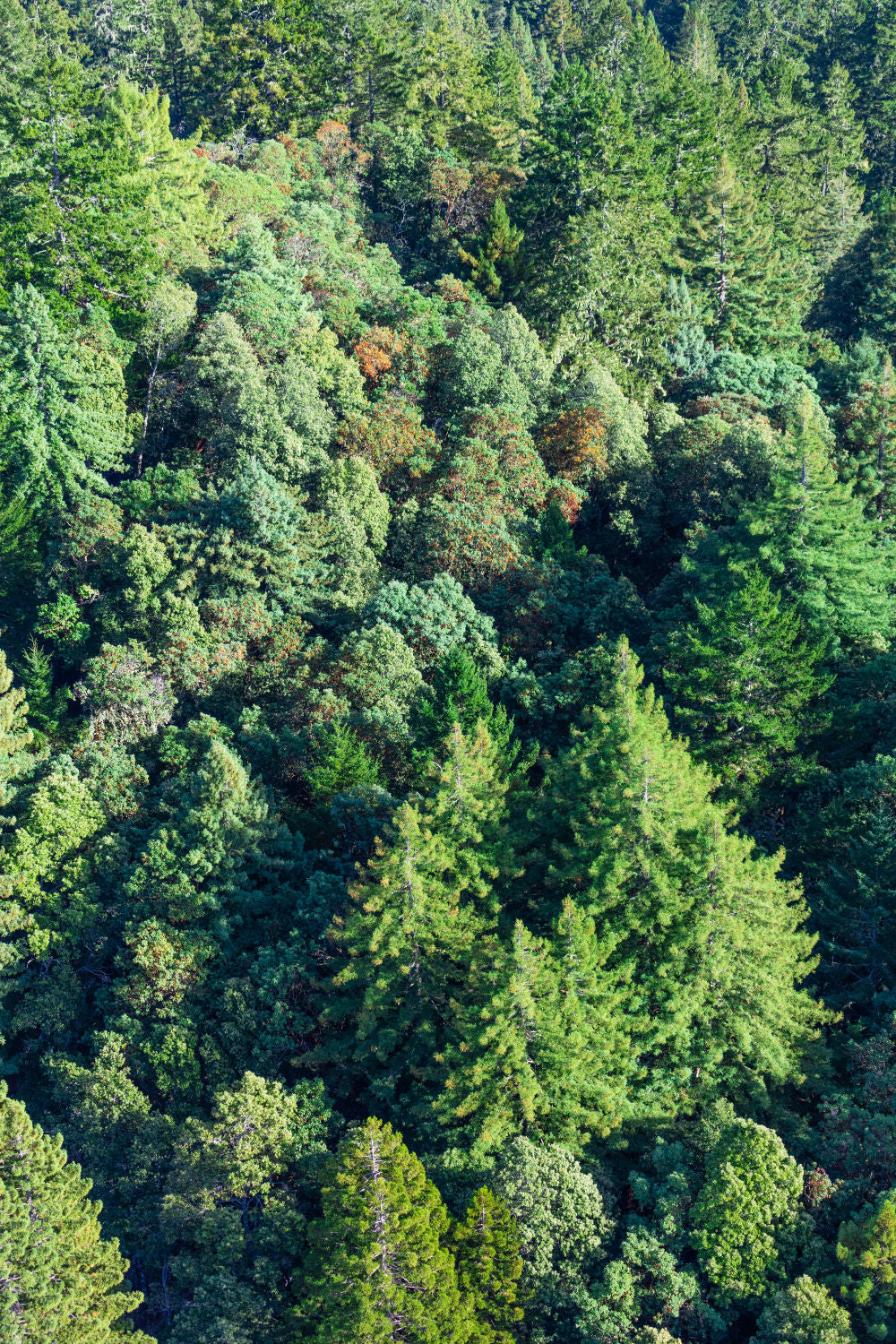 Muir Woods, Marin County