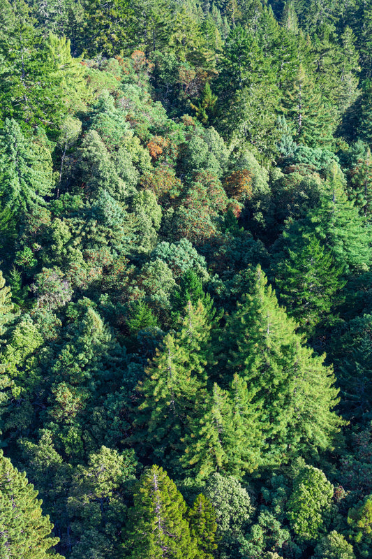 Product image for Muir Woods, Marin County