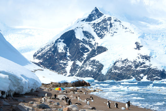 Product image for Penguin Beach, Antarctica