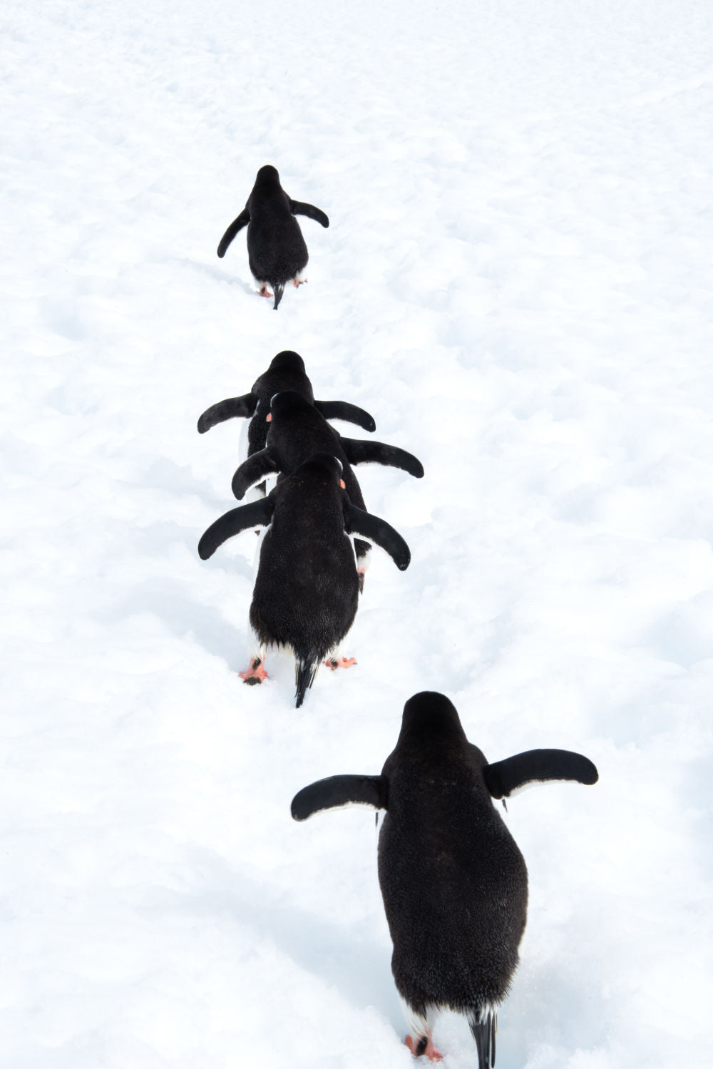 Penguin March, Antarctica