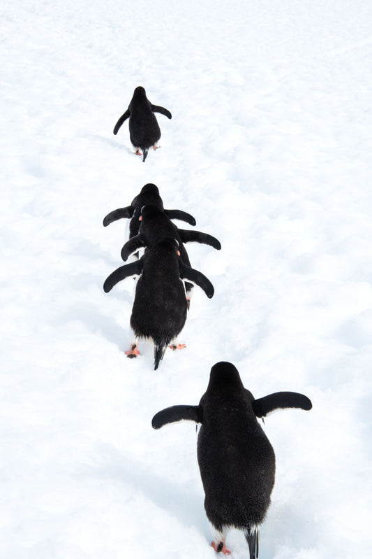 Product image for Penguin March, Antarctica