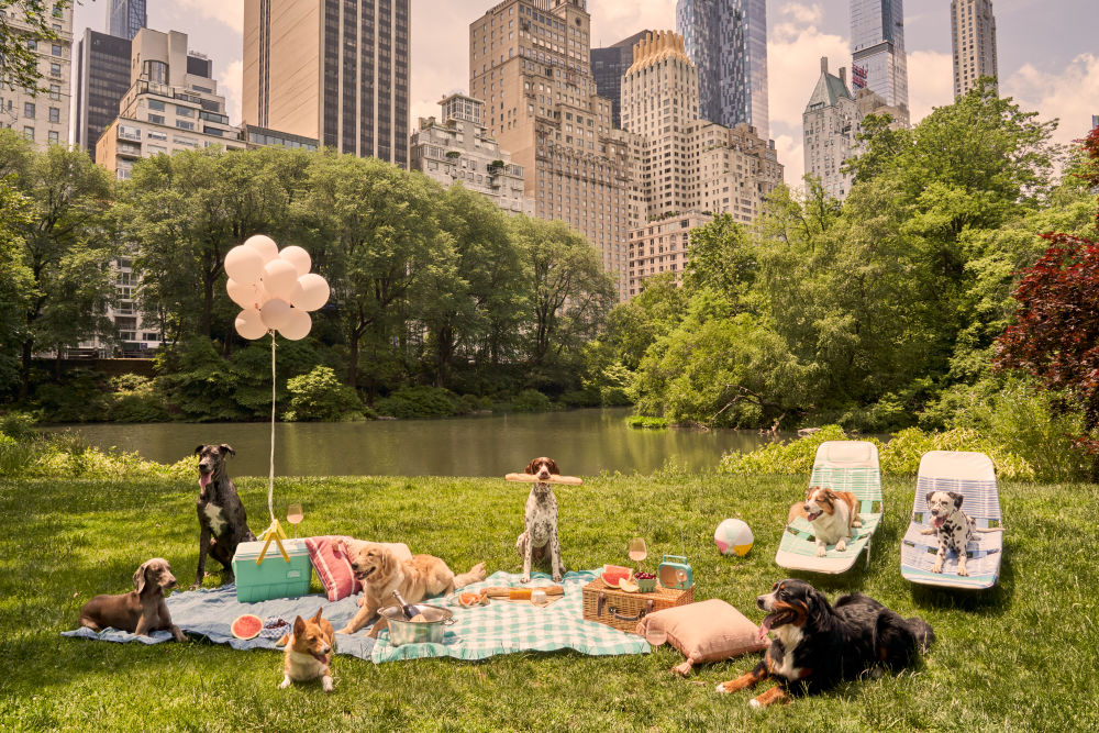 Picnic Party, Central Park