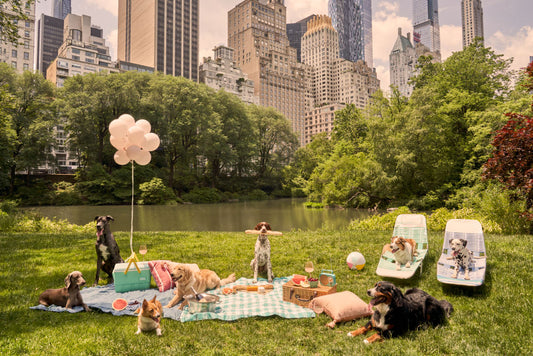 Picnic Party, Central Park