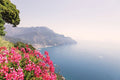 Pink Flowers, Ravello