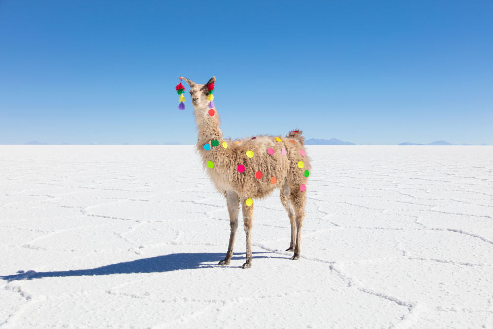 Photography by Gray Malin of Polka Dot Llama I