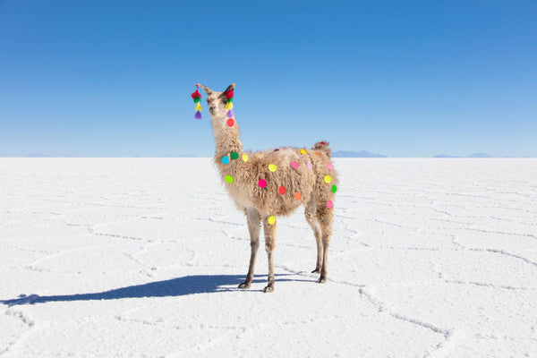 Polka Dot Llama I – Gray Malin