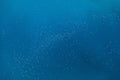 Seabirds, Great Barrier Reef