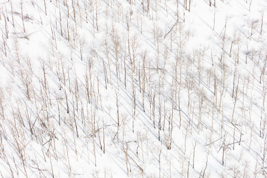 Snowy Birch Trees