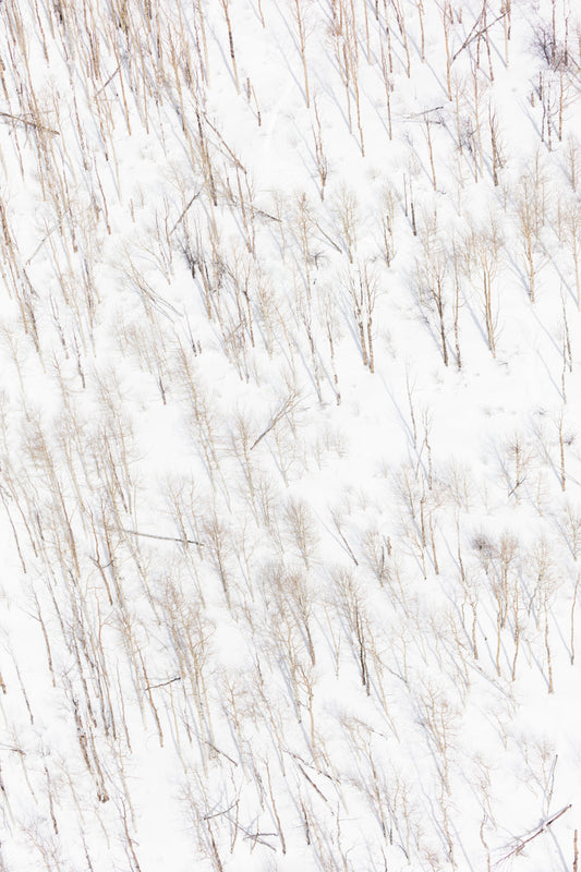 Snowy Birch Trees, Vertical