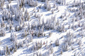 Snowy Pines, Lake Tahoe