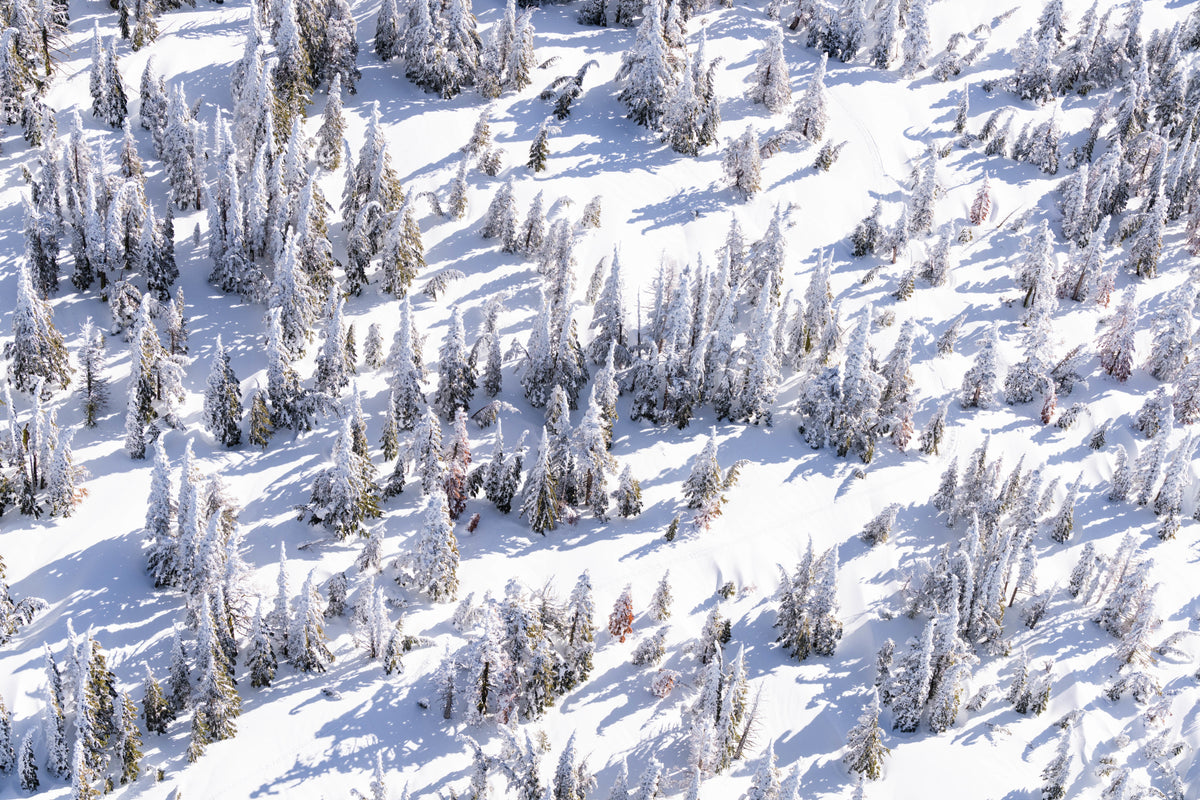 Snowy Pines, Lake Tahoe