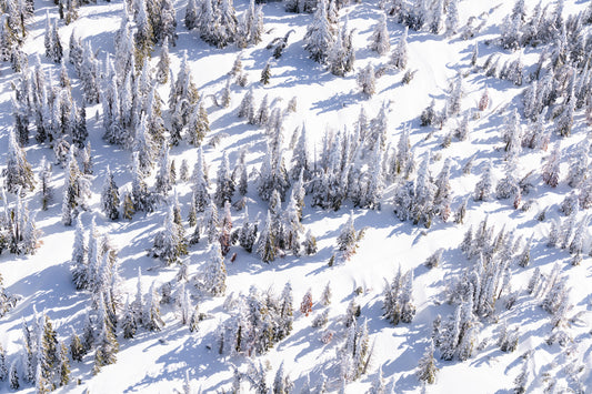 Product image for Snowy Pines, Lake Tahoe