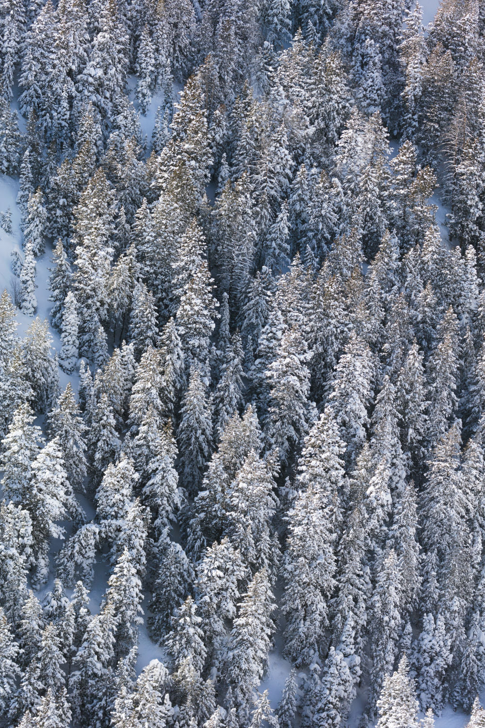 Snowy Pines Triptych