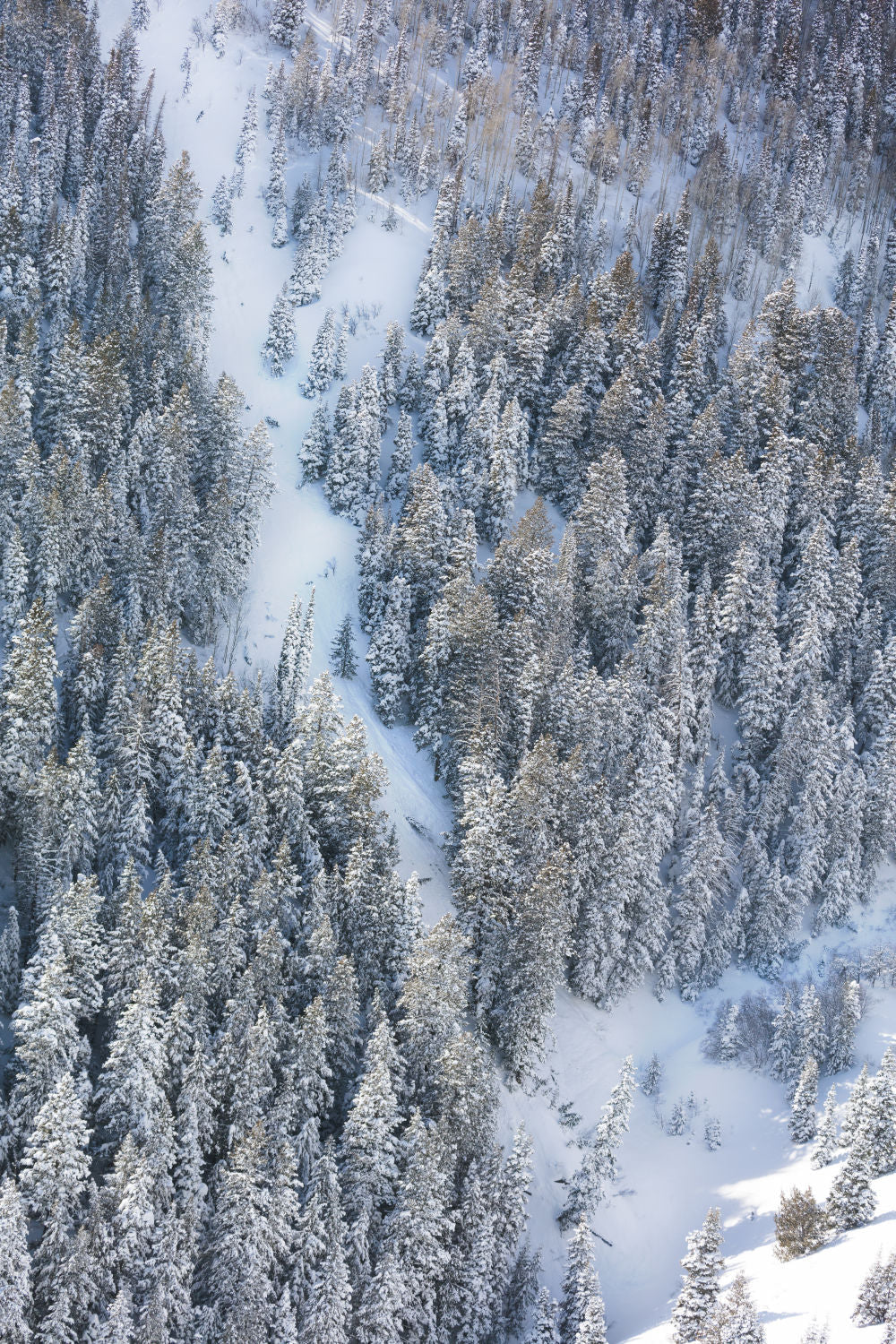 Snowy Pines Triptych