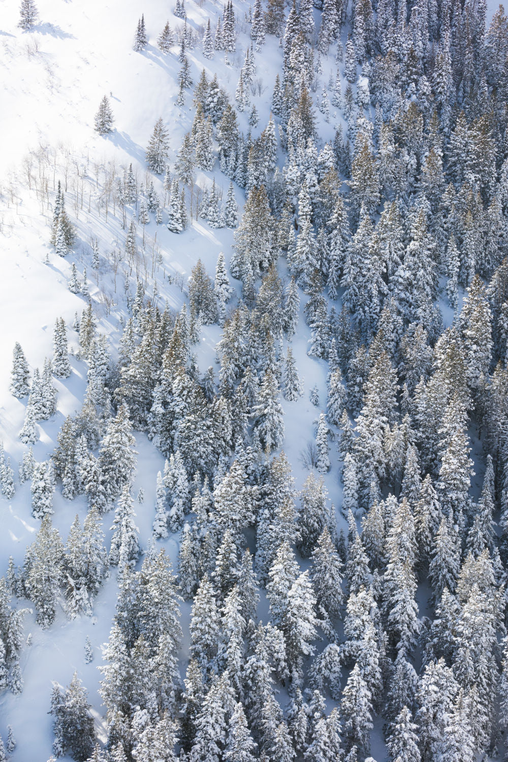 Snowy Pines Triptych