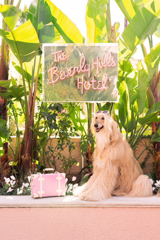 Product image for The Afghan, The Beverly Hills Hotel