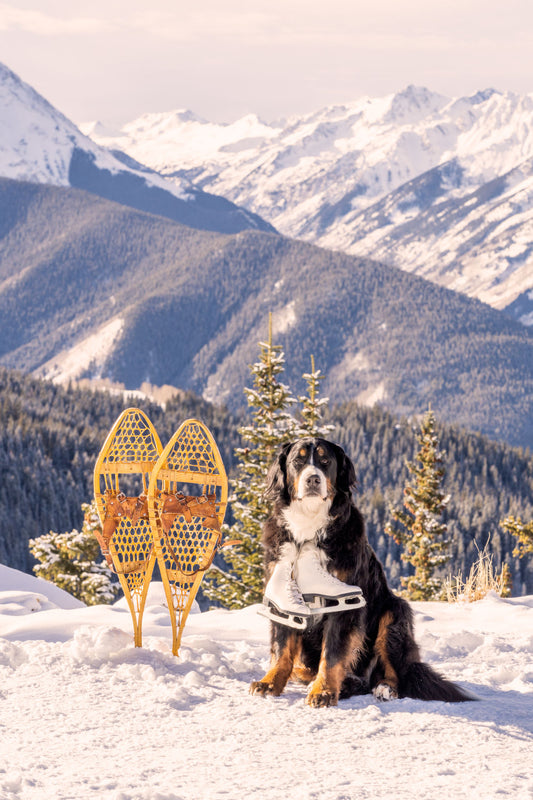 The Bernese Mountain Dog, Aspen