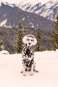 The Dalmatian, Aspen