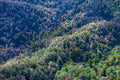 The Forest, New Zealand