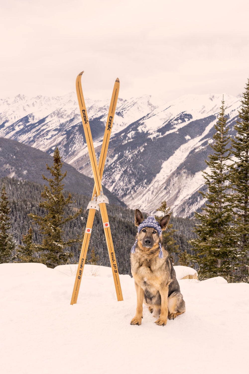 The German Shepherd, Aspen