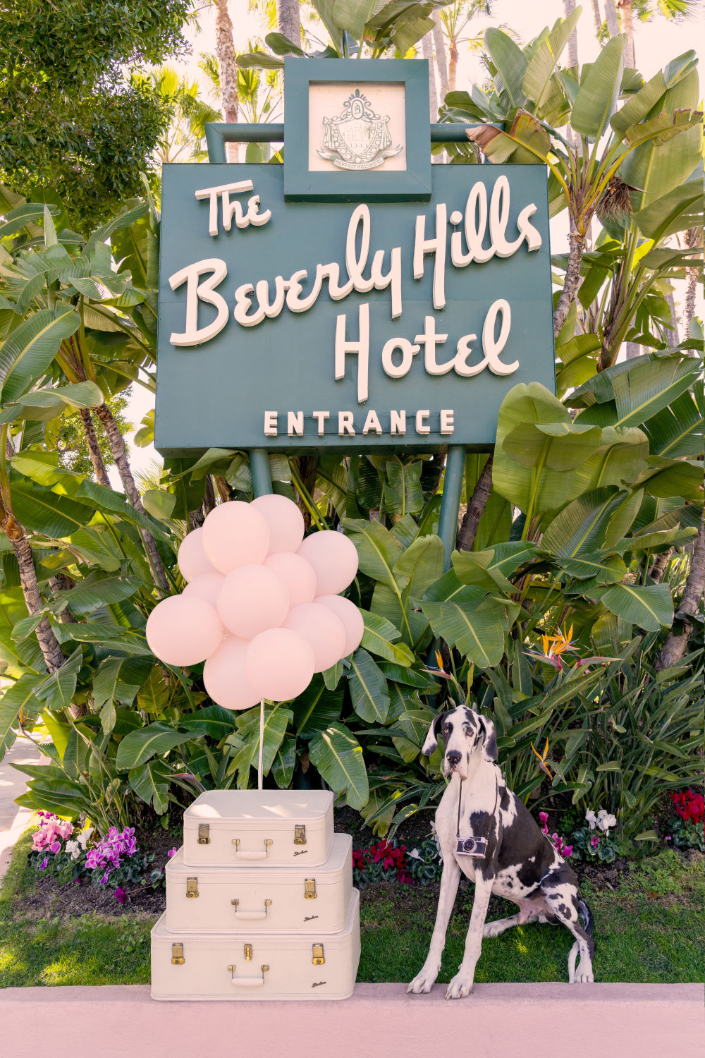 The Great Dane, The Beverly Hills Hotel