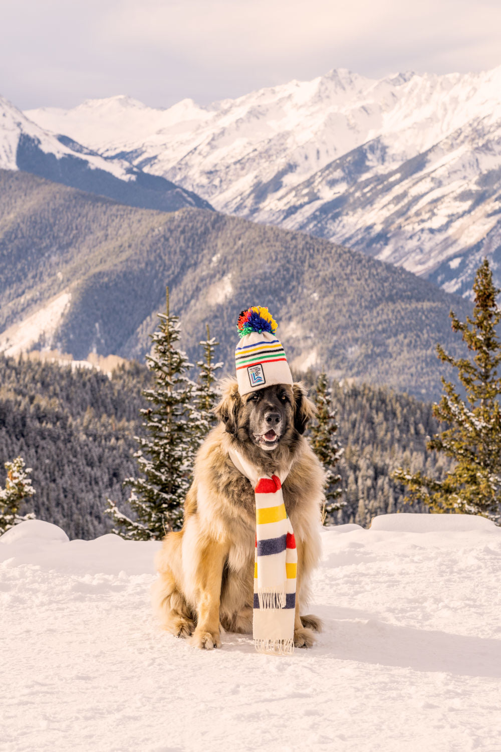 The Leonberger, Aspen