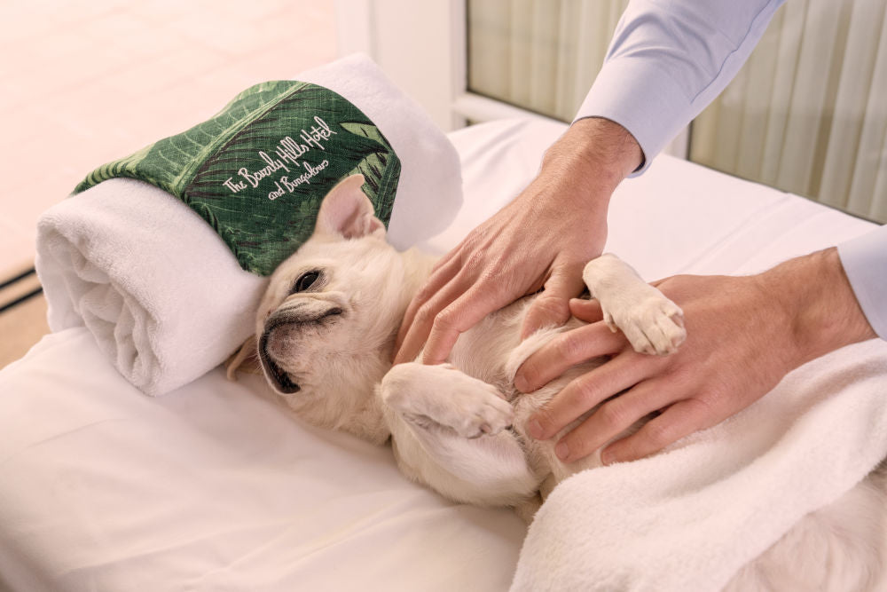 The Pampered Pug, The Beverly Hills Hotel