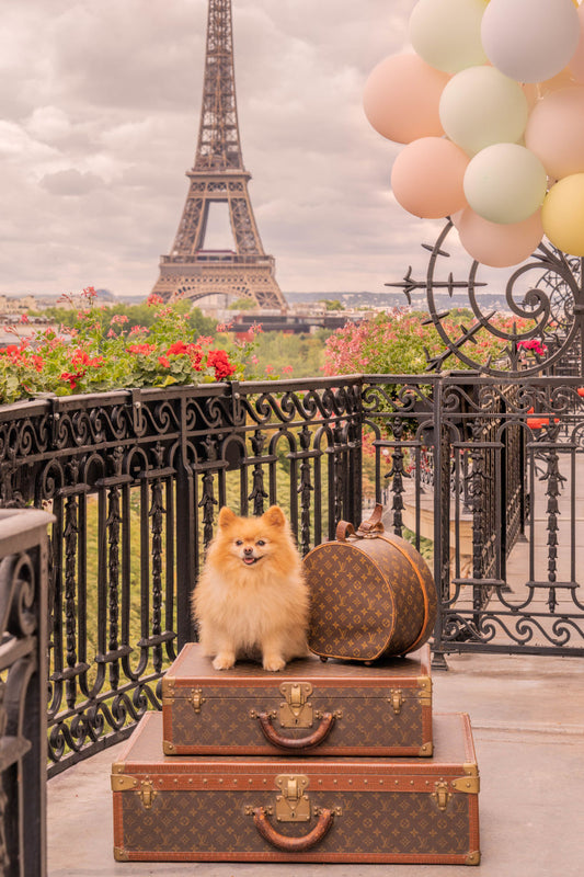 Product image for The Pomeranian, Hôtel Plaza Athénée