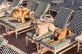 The Sunbathers, The Beverly Hills Hotel