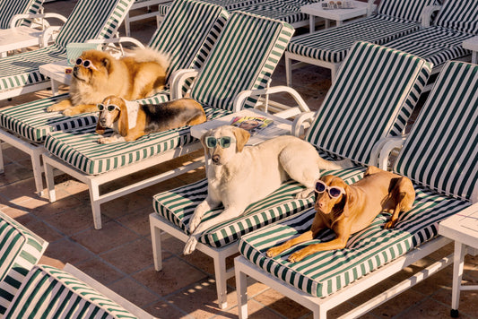 Product image for The Sunbathers, The Beverly Hills Hotel