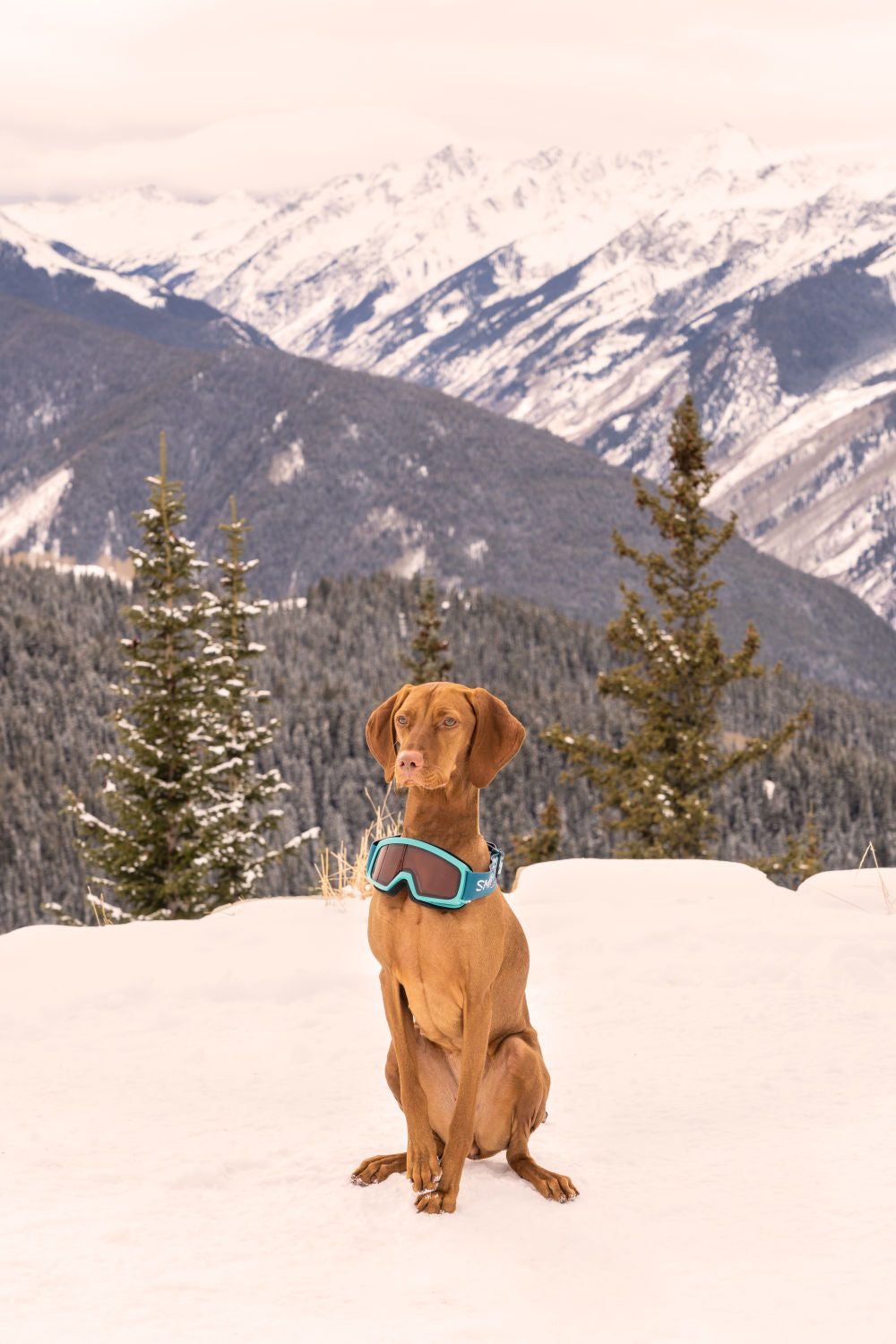 The Vizsla, Aspen