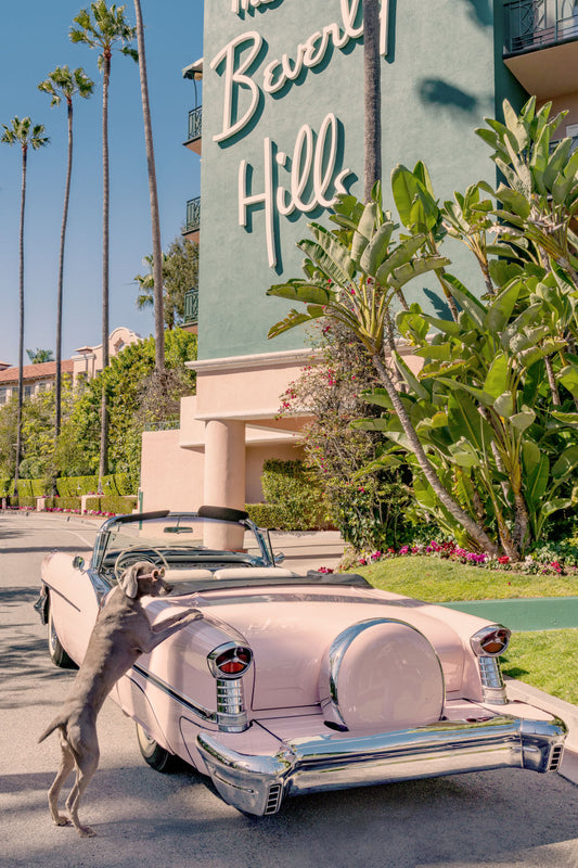 The Weimaraner, The Beverly Hills Hotel