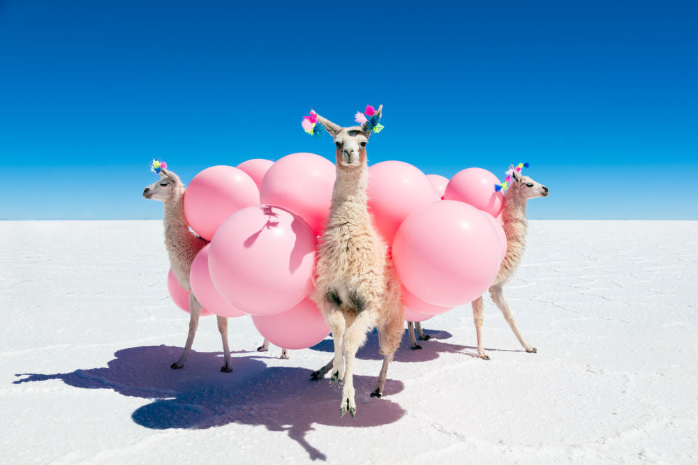 Three Llamas with Pink Balloons