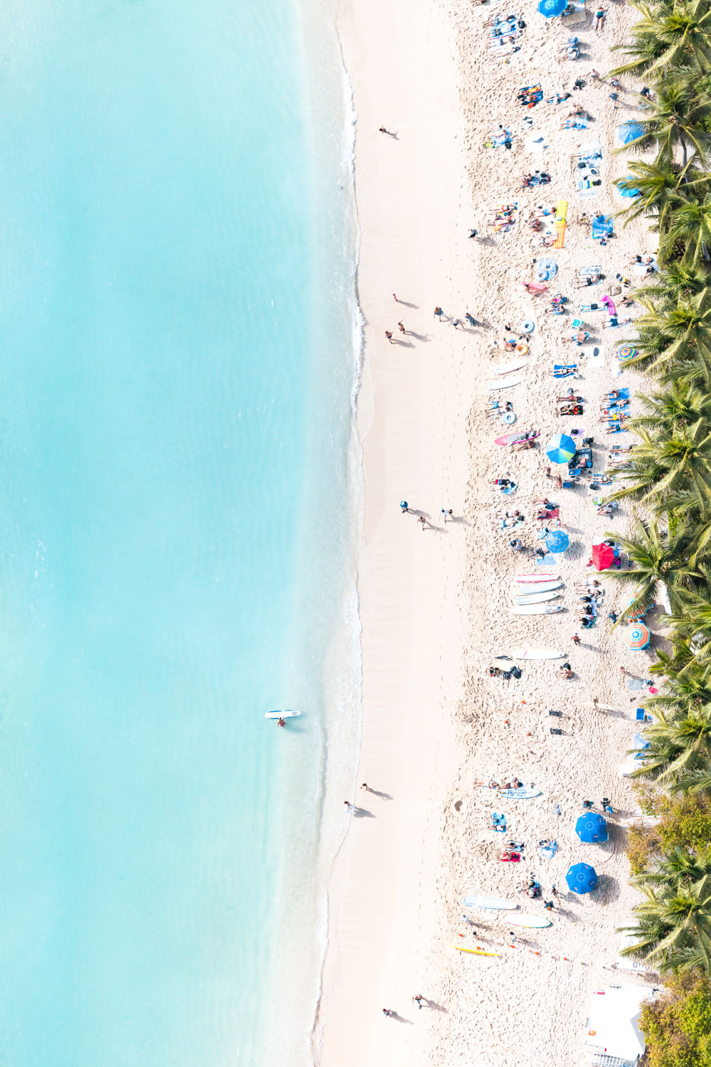 Waikiki Beach Palm Trees Vertical