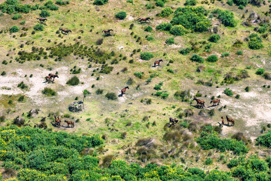 Product image for Wild Horses, Ninety Mile Beach, New Zealand