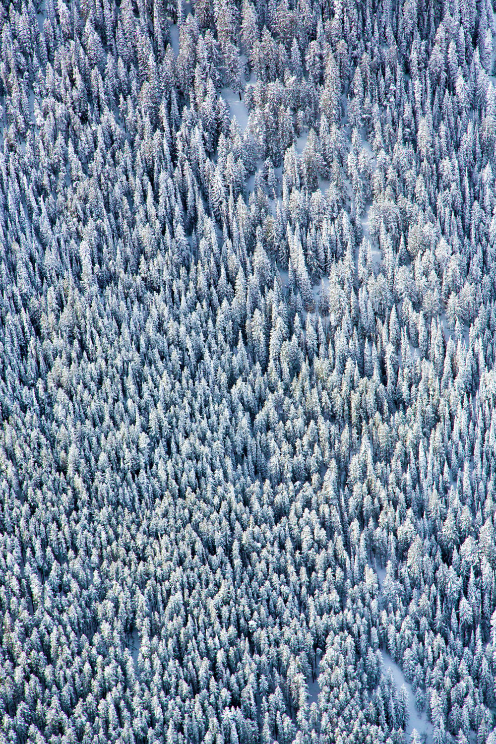 Aspen Trees Triptych